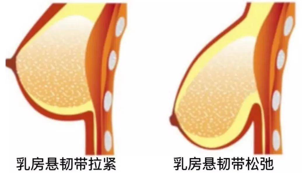 女性胸部真的越大就越性感吗？真的假的！