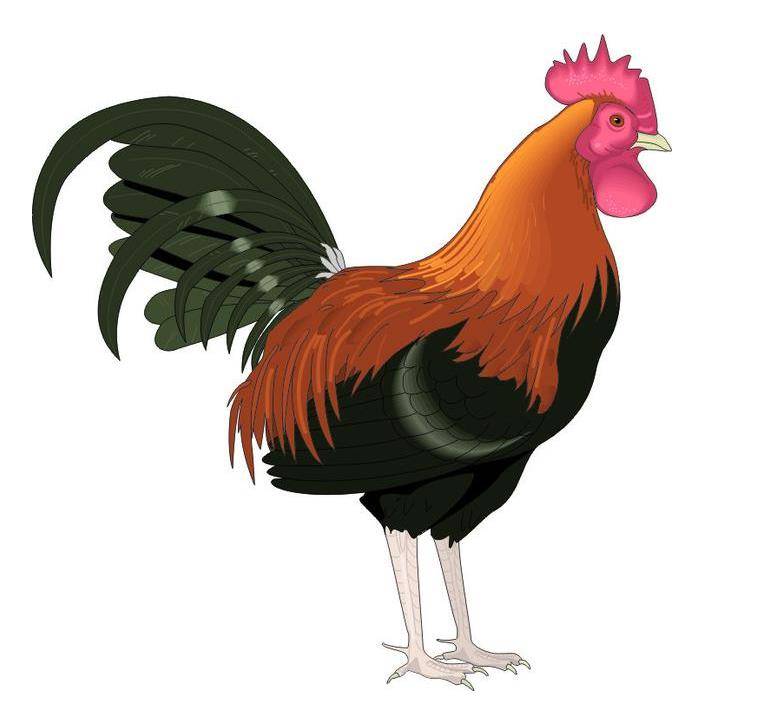 93年的生肖运势(93年的生肖运势和财运)