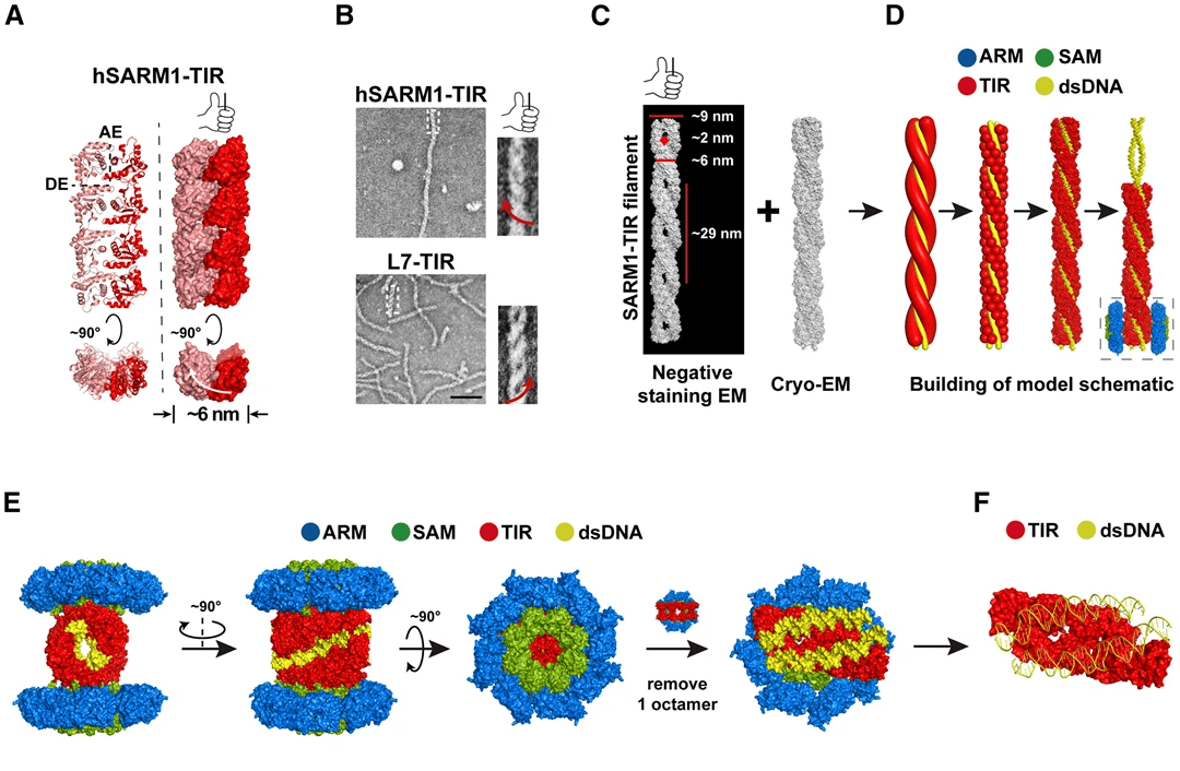 大连医科大学团队发现新型dna传感器,有望减轻化疗副作用
