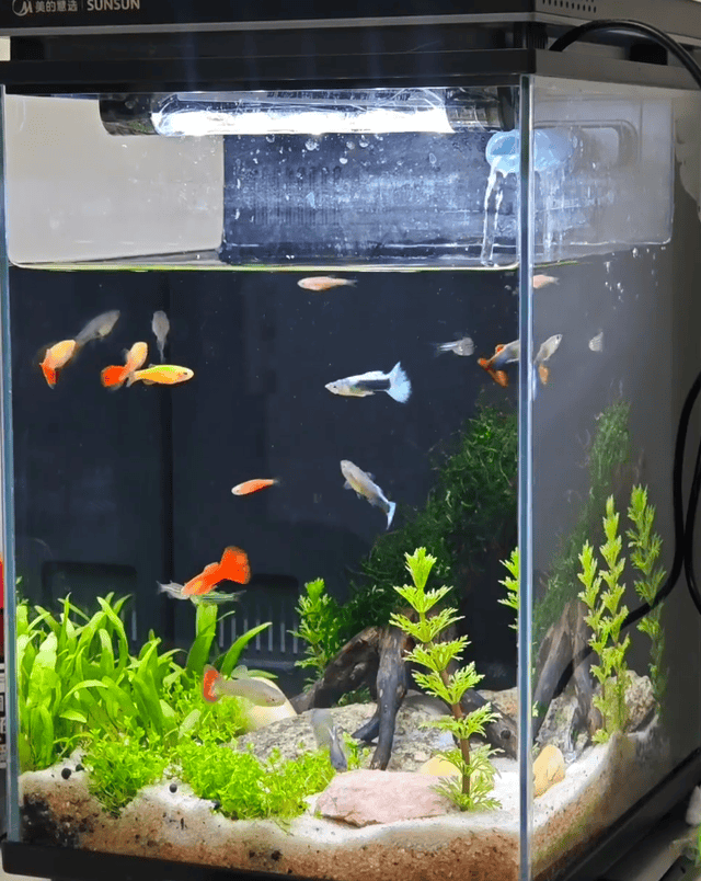 2025京东鱼缸热销数据发布:这10个家庭水族品牌口碑最好