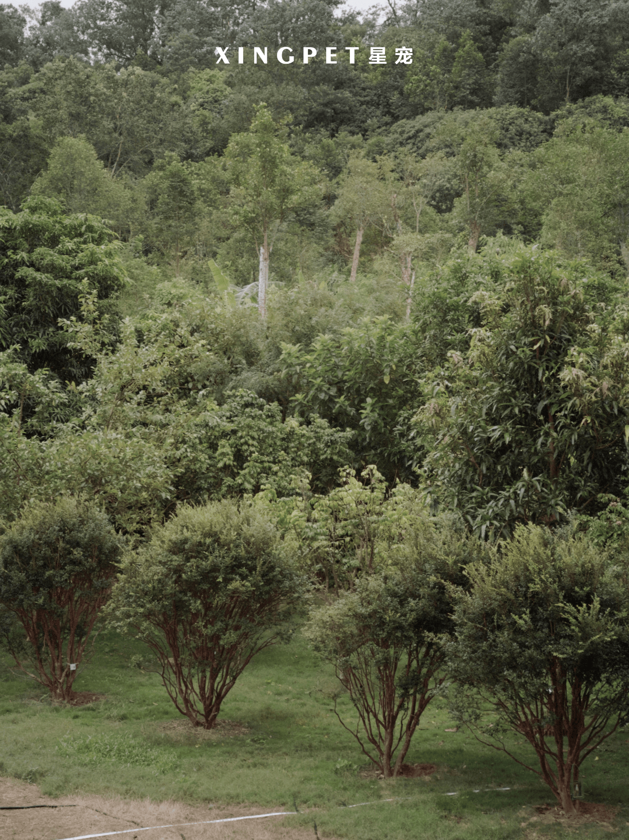 的合规现状当深圳的宠物家长在搜索引擎输入"深圳宠物墓地在哪里"时
