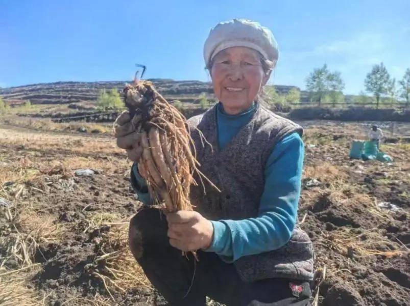 忍不住想去拼多多整点养生的活儿-锋巢网