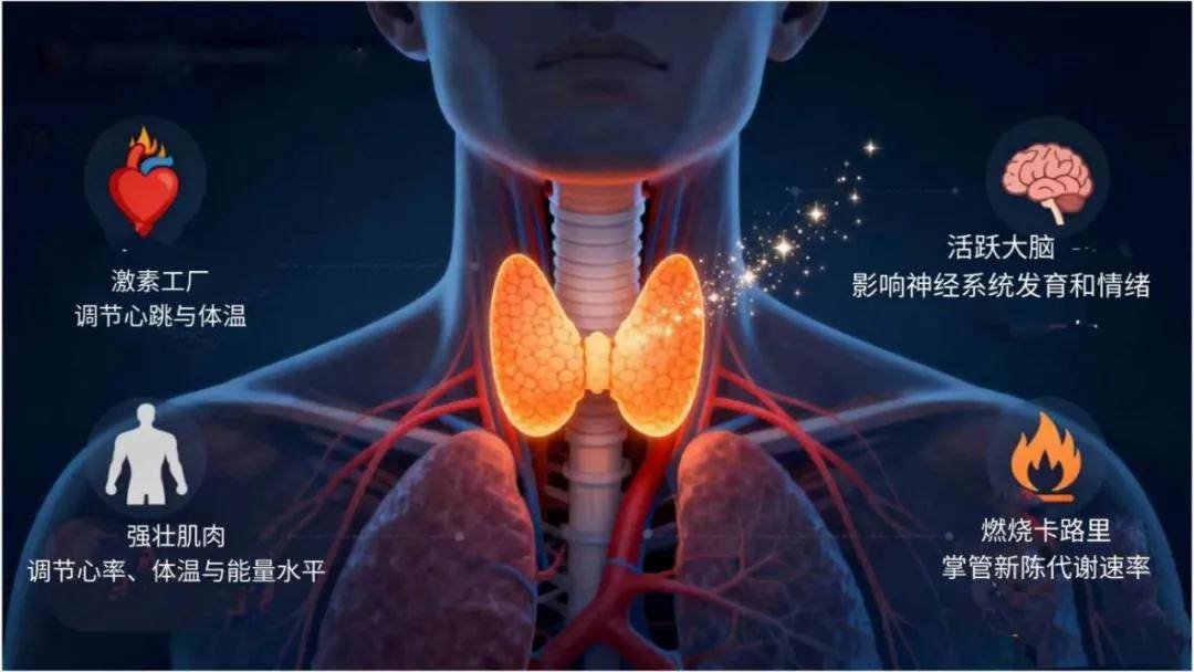 脖子粗就是甲亢？错！甲状腺结节、甲癌、甲亢怎么分？这篇自检攻略请收好