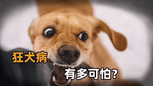 原创            轻视幼犬轻咬，女子狂犬病发作险丧命！这些误区要避开