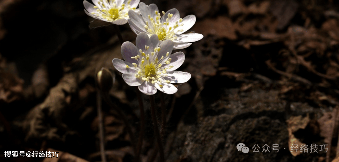 原创            肝很喜欢的3个动作！每天5分钟，从立春做到惊蛰，一个月把肝养回来，脸上都干净了
