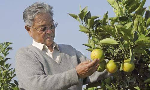 原创            褚时健：从烟王到橙王，71岁入狱74岁再创业84岁东山再起