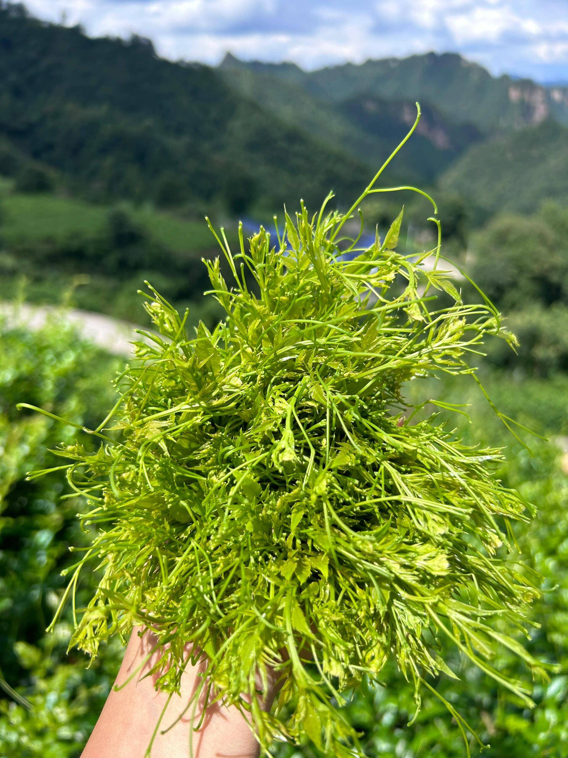 匠心制茶，不忘初心，张家界莓茶用品质打动每一位茶友。