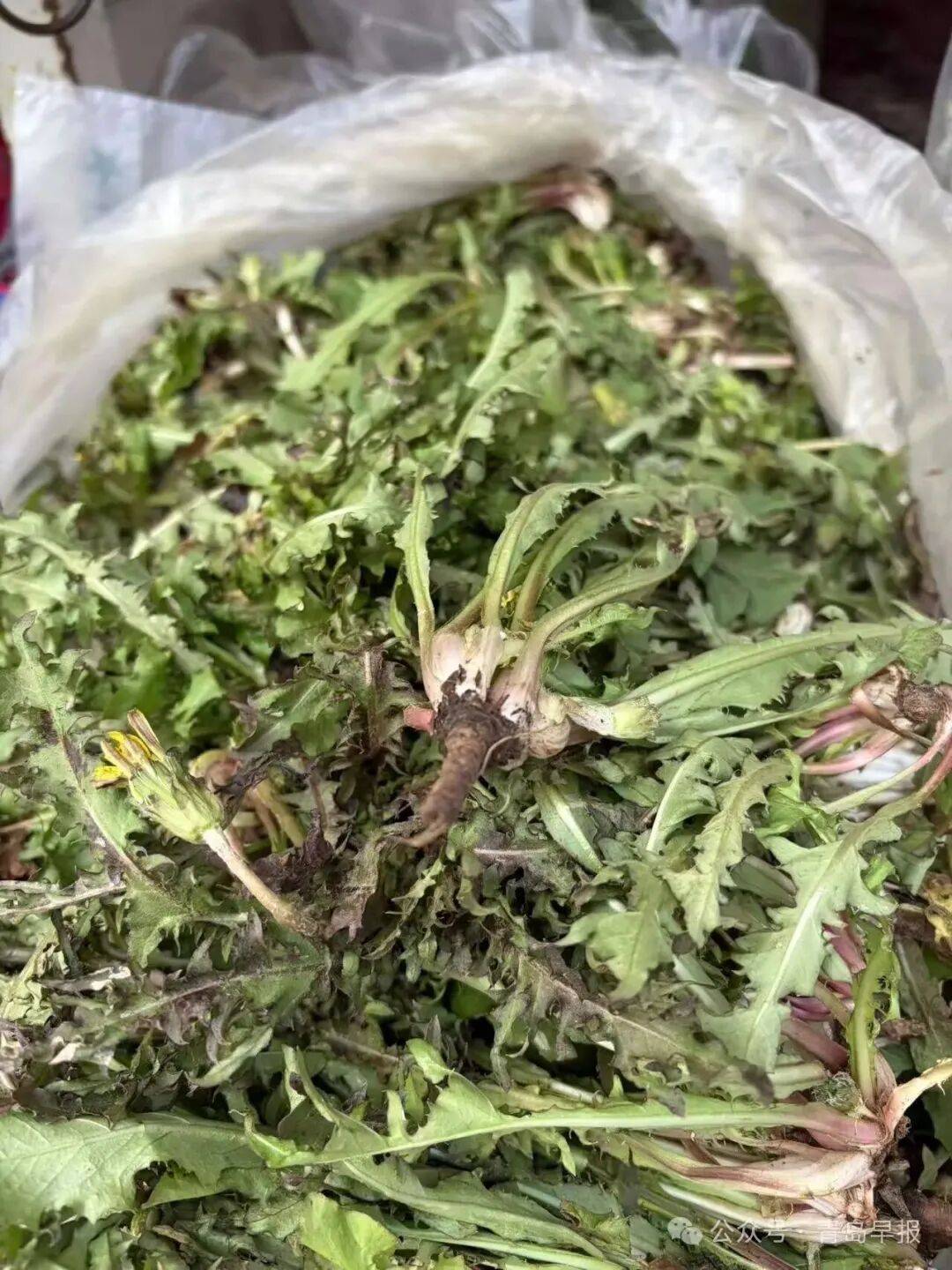 青岛这个市场人气爆棚很多人都在找这些菜