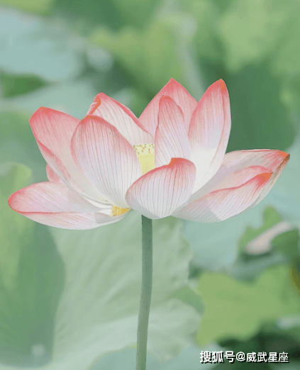 未来三个月,4属相财运亨通,机遇不断,事业进步,前程似锦 image.png