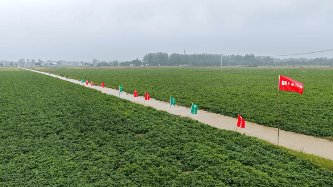 临泉县乡合农服负责人祁伟:从种子到大树,他走了五年
