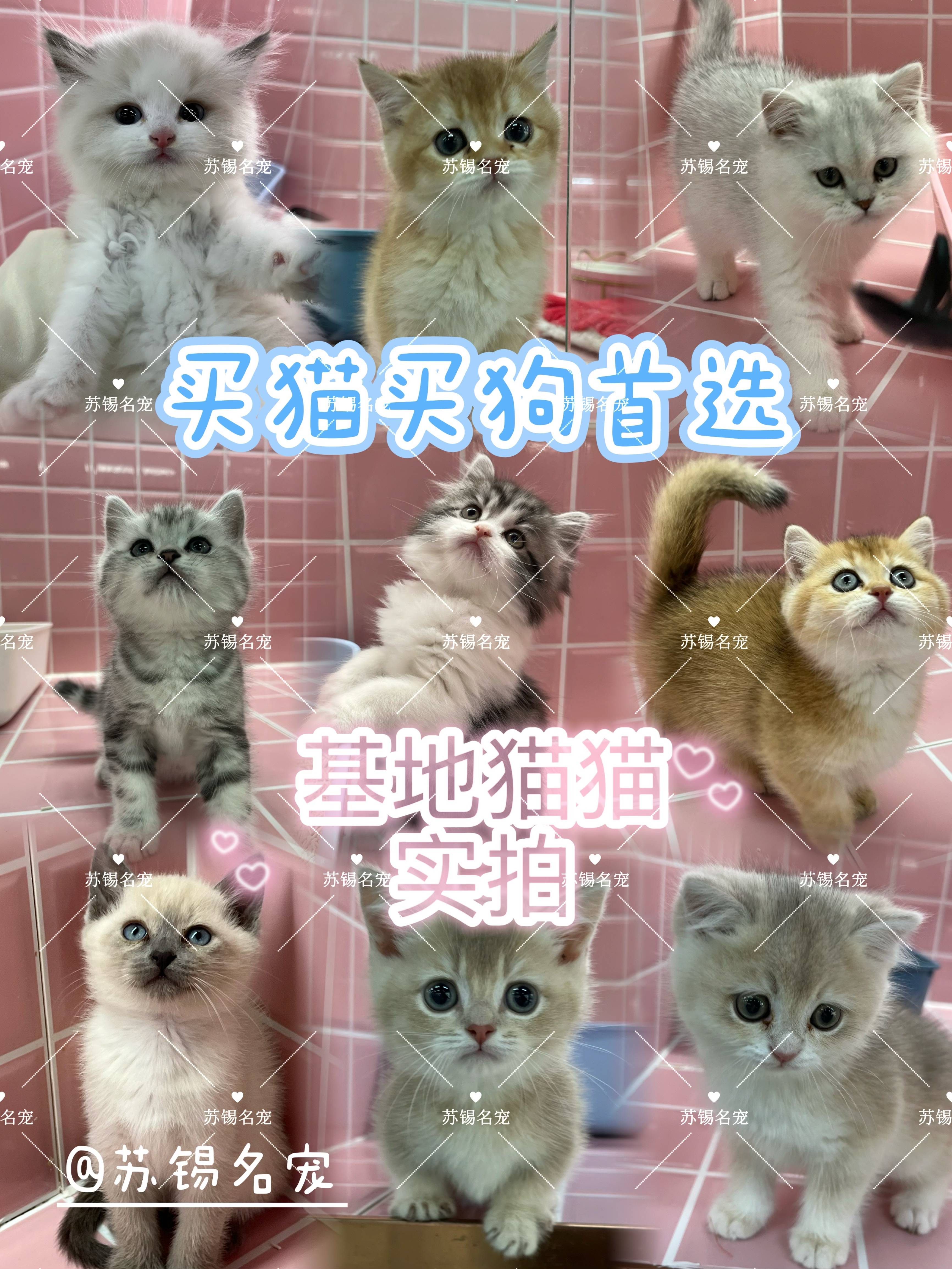 苏锡名宠新手养拿破仑猫看这一篇就够