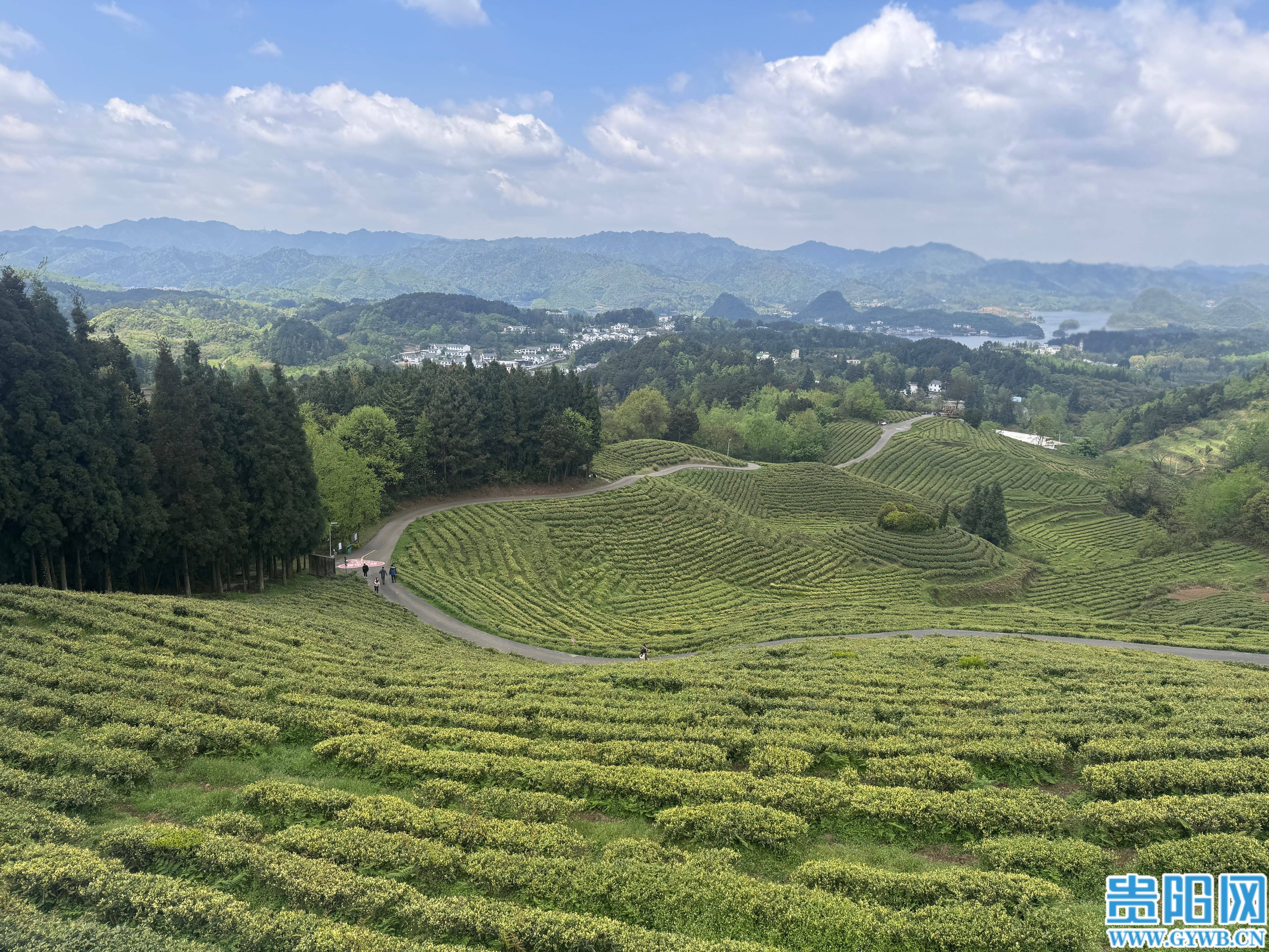 贵阳贵安的茶，只做精品