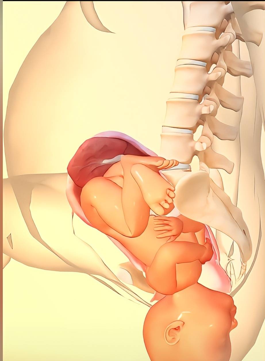 顺产的时候宝宝在子宫里干嘛？这张图告诉你