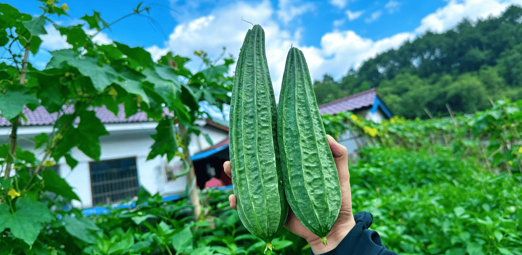 原创            郭亚雄主任：有肺结节别焦虑，常吃3种“散结菜”，清郁热、化痰淤、通经络，结节慢慢消