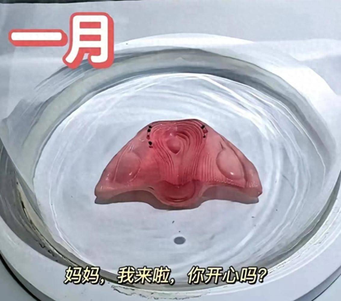怀胎十月,胎宝如何悄悄长大？建议准爸妈收藏