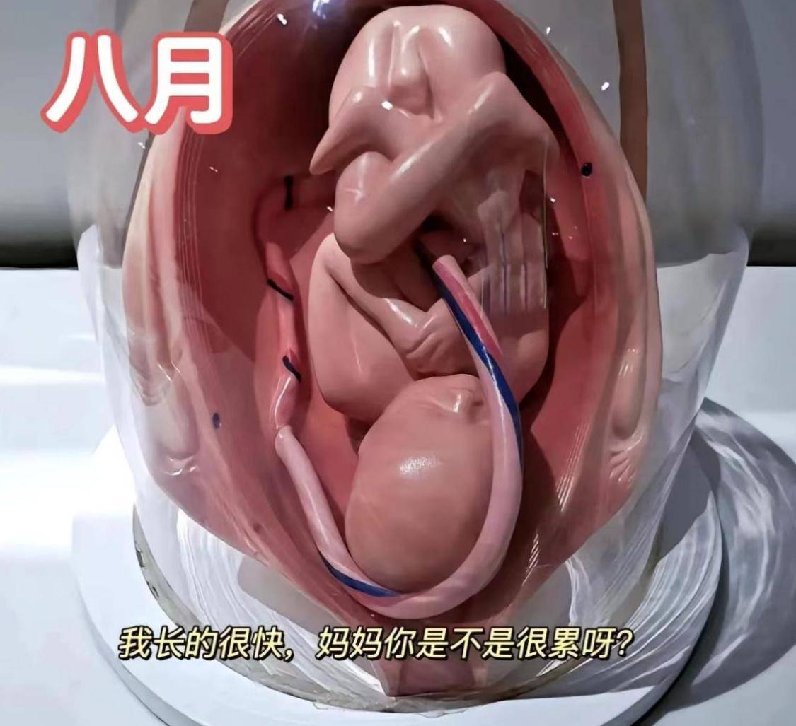 怀胎十月,胎宝如何悄悄长大？建议准爸妈收藏