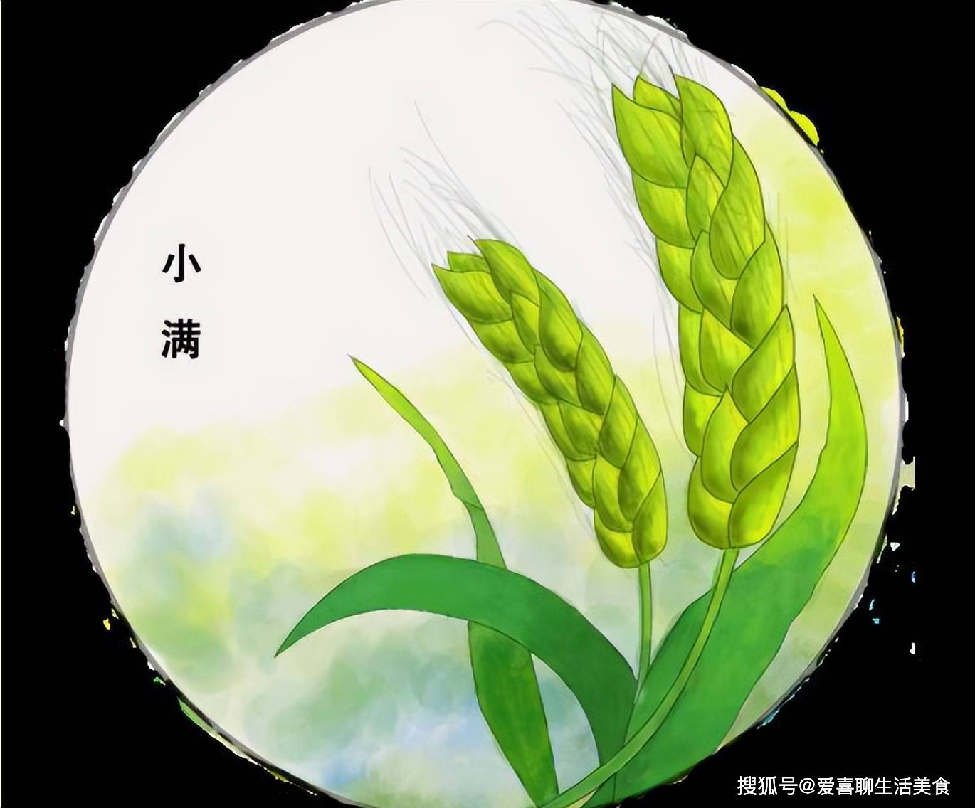 原创            明日小满，牢记食3菜，吃3肉，忌3样，做3事，为进入盛夏做好准备！