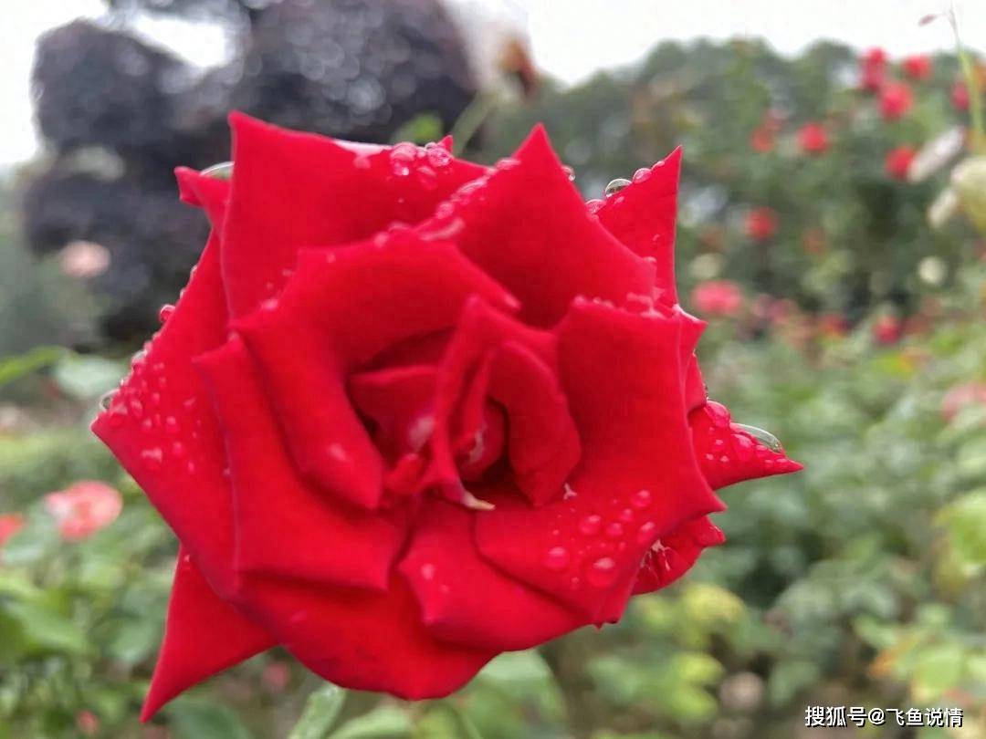 原创            一个男人，一旦有以下三个表现，大多人品不好，再爱也要放手