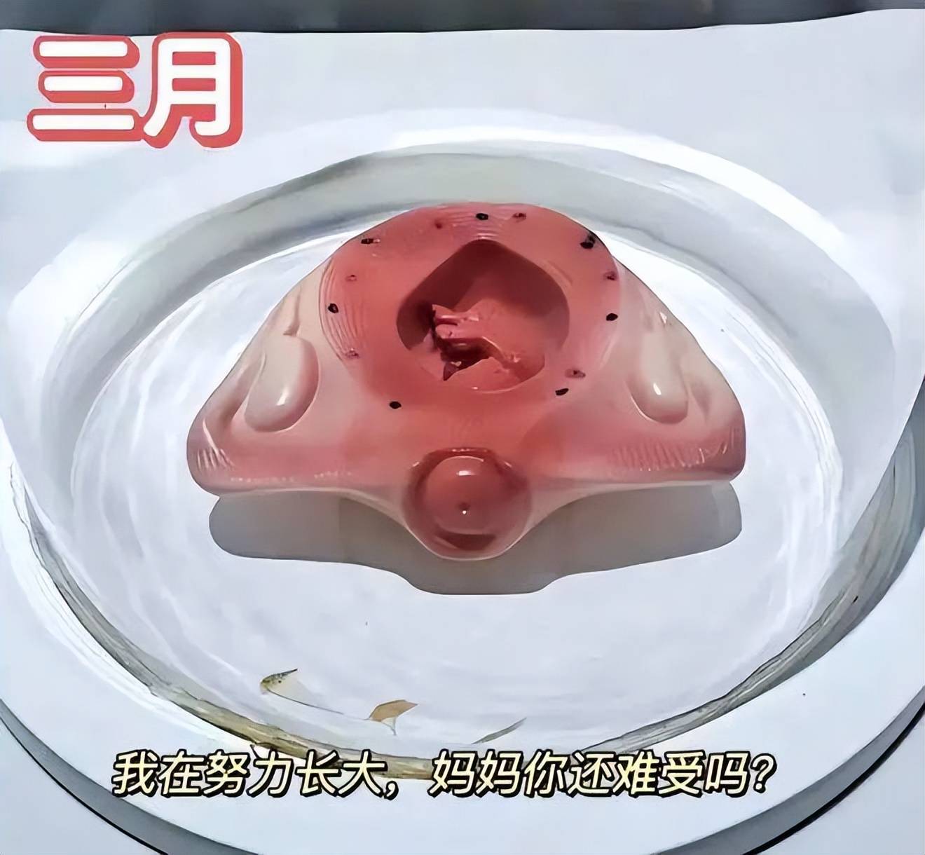 怀孕十月胎儿发育过程图,感叹生命如此神奇
