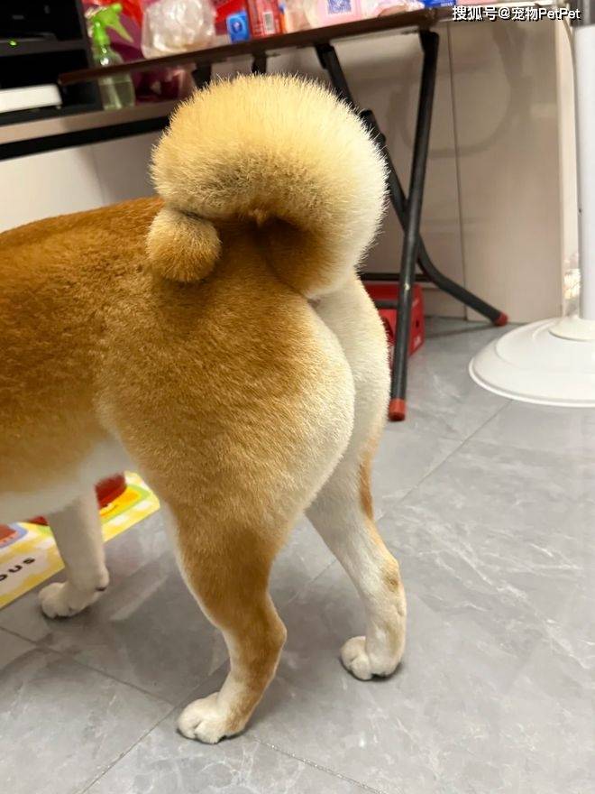 柴犬尾巴被剪成“！”，走起路来自带萌感，网友：行走的艺术品