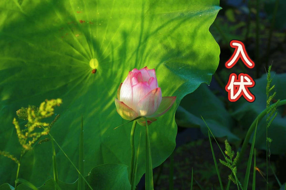 原创            明日入伏，老传统要“贴伏膘”，有钱没钱多吃这4宝，攒足营养，增强体质，伏天少受苦