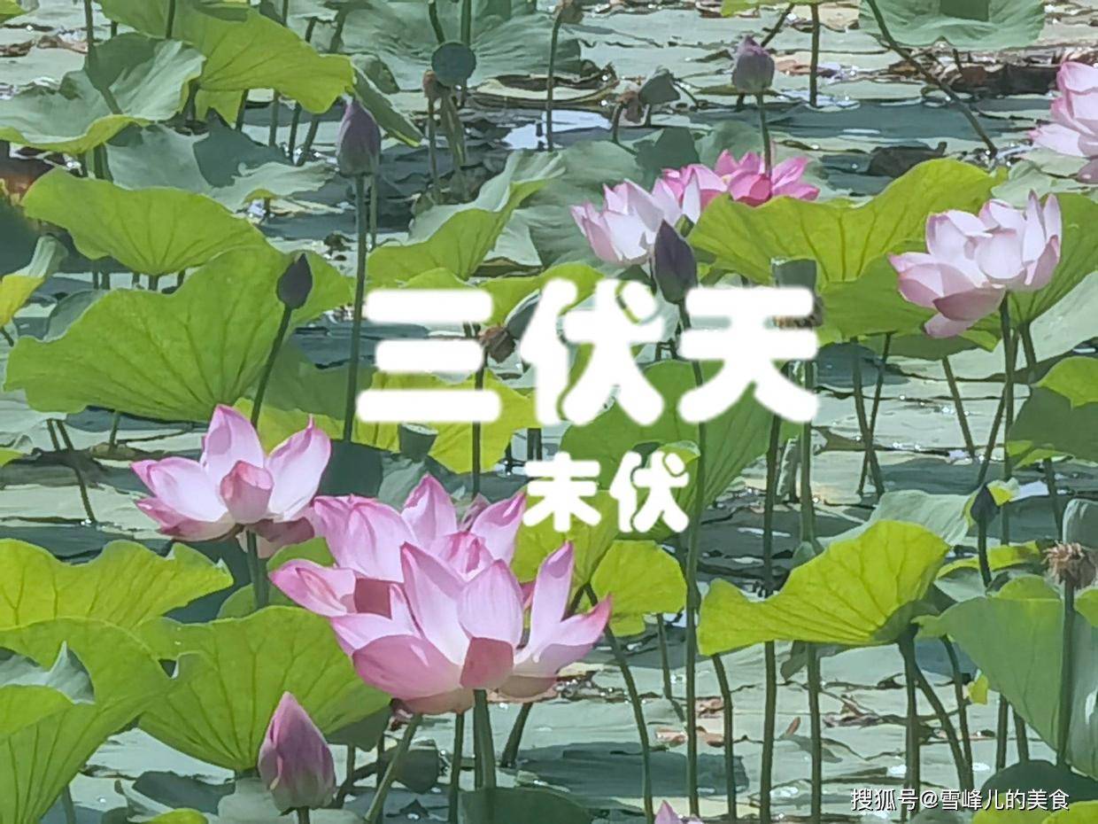 今日进入末伏