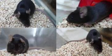 快来为“太空小鼠”取名啦！