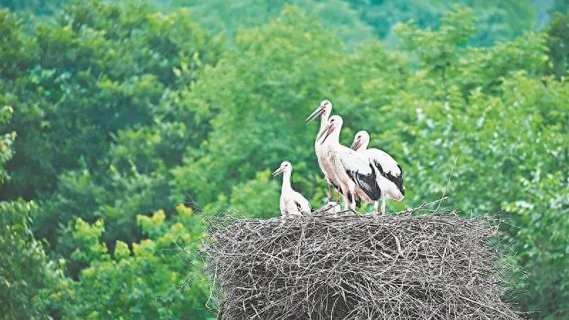 合肥野生动物园重启东方白鹳人工繁育