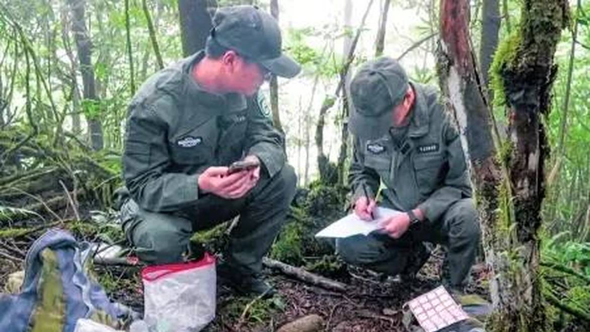 走进雅安大相岭给大熊猫做“家访”