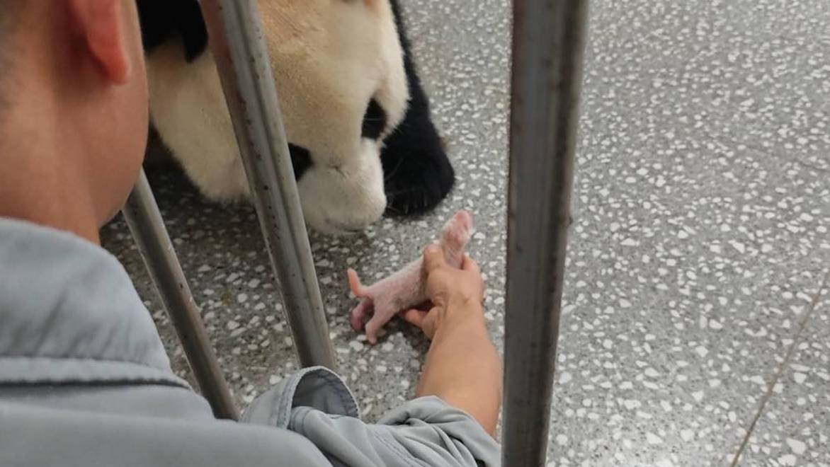 "莽仔"又当妈！重庆动物园大熊猫家族再添新成员