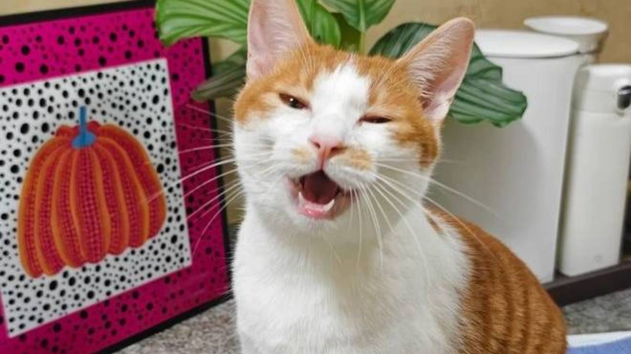空调风一股臭脚味，抬头一看笑喷了，谁家小猫睡在出风口？