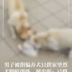 #男子骗养20多只狗供烈犬撕咬训练#频道图标