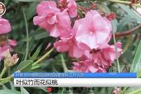 女子嘴含“网红花”拍照后中毒，紧急提醒！