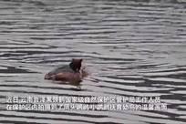 云南会泽：䴙䴘家族“带娃”忙