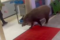 南京一头野猪下山闯进菜市场，摇着尾巴四处闲逛，已被警方成功捕获，未伤居民