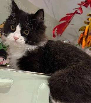 “奶牛猫”只是俗称？简单黑白配色有讲究，看完颠覆你的认知！