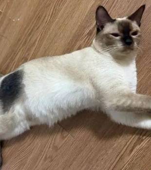 暹罗猫千万别随意剃毛！绝育手术后，它身上多了一块“烙印”