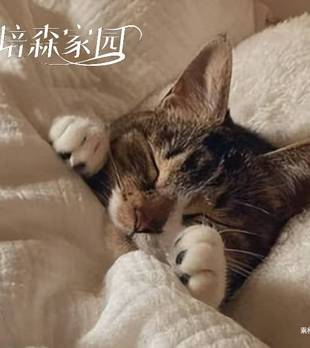 猫咪能不能上床睡觉？利弊讲清楚，看完再决定
