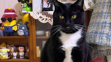 猫咪咬人被教育，但下次还敢！因为知道我会永远给它兜底