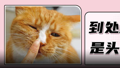 猫咪为什么喜欢蹭来蹭去？