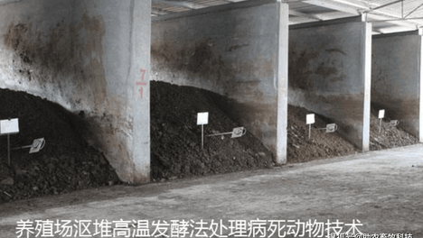 猪场因洪灾导致大量泡水死猪的快速无害化生物处理方案