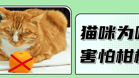 猫咪一闻橘子就皱眉？竟然是怕疼！