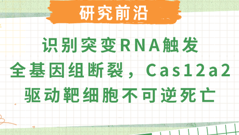 Cas12a2 RNA触发染色质粉碎机制解析：CRISPR从基因编辑走向癌细胞定向清除的新突破