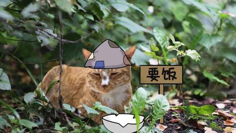 流浪猫会记得投喂过TA的人吗？