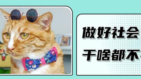 猫咪的社会化训练，现在开始也不晚！