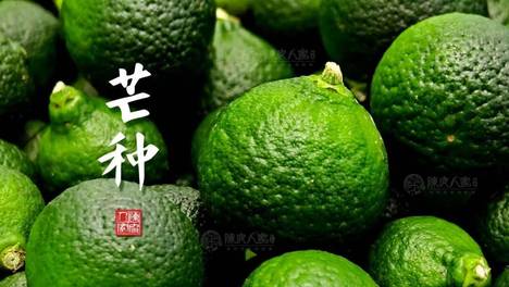 芒种节气食谱：高考前夕，养生注意防暑养心