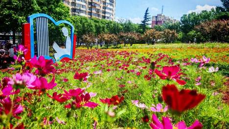 城市里的“童话花园”！半月园公园赏花、遛娃，邂逅家门口的诗与远方