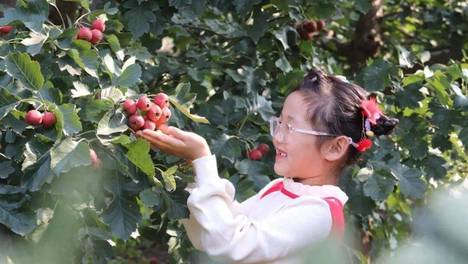 幸福成武•每日一图丨山楂熟了