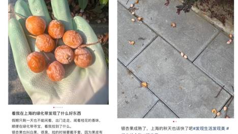 不要吃！不要捡！上海正大量出现，每年都有人被送进ICU