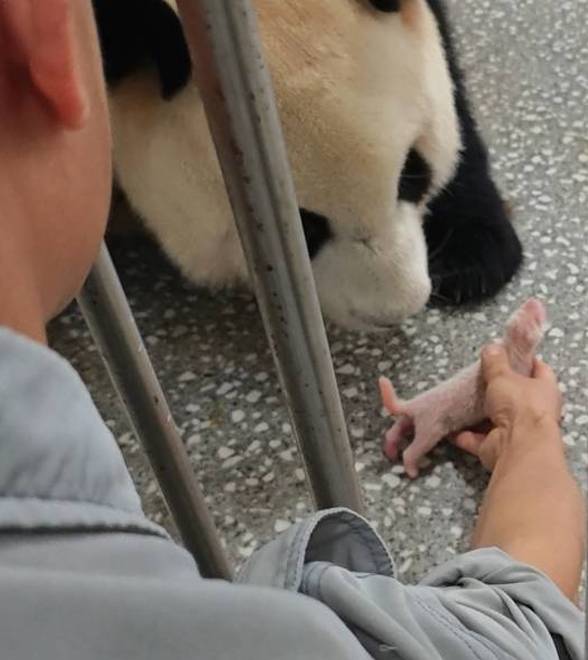 "莽仔"又当妈！重庆动物园大熊猫家族再添新成员